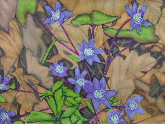 Akvarell - blaa anemoner under eken.jpg