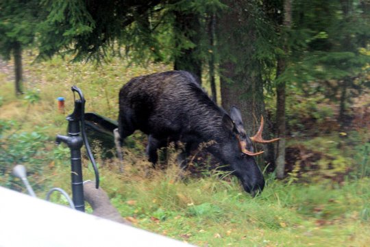 Älgen på besök.jpg